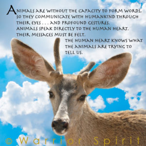 Warrior Spirit meme with beautiful deer and quote, the human heart knows wjhat the animals are trying to tell us