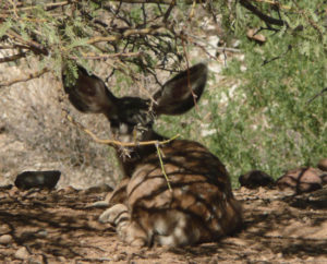 adorable photo of spotted fawn resting under a tree