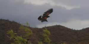 photo of hawk flying on cloudy day in sesert