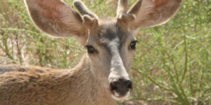 closeup photo of beautiful young deer buck